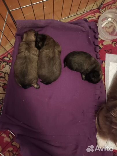 Щенки пекинеса