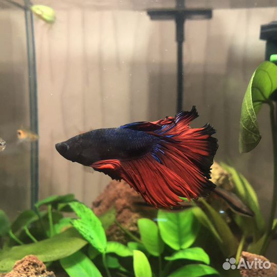 Петушки Корона, Дельта, Вуалехвост