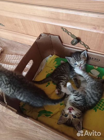 Кошка в дар бесплатно