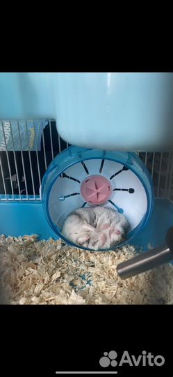 Хомяк с клеткой