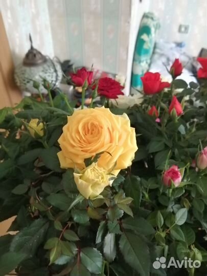 Кустовые розы комнатные