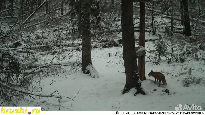 Фотоловушка Suntek hc900м(GSM) фото на Почту / MMC