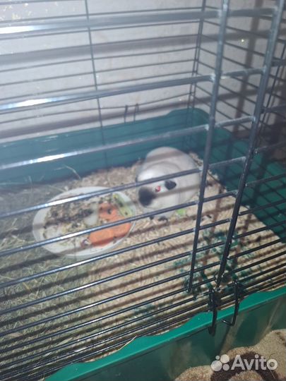 Морская свинка порода калифорния девочка