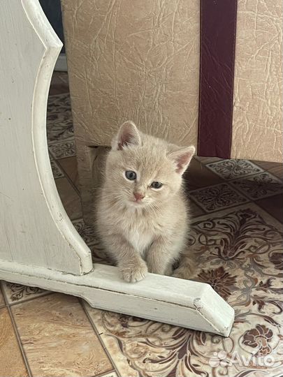 Отдам в добрые руки