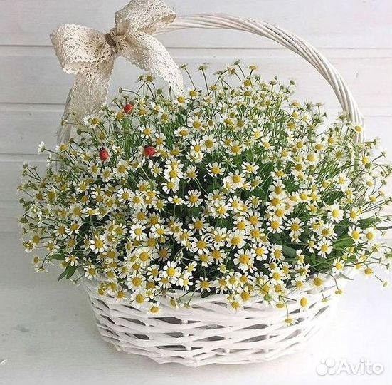 Ромашки букет