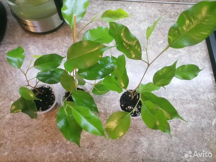 Фикус реджинальд