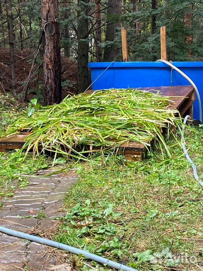 Банщик парильщик массажист