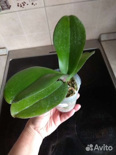 Орхидеи из личной коллекции