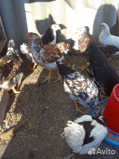 Петушки ливенские