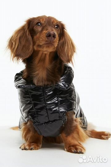 Одежда для маленьких собак