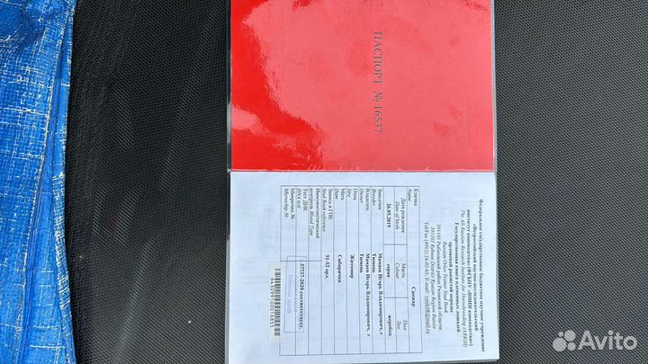 Жеребец орловский рысак