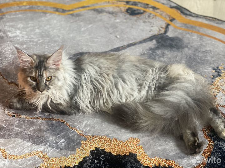 Продам кошку майкун