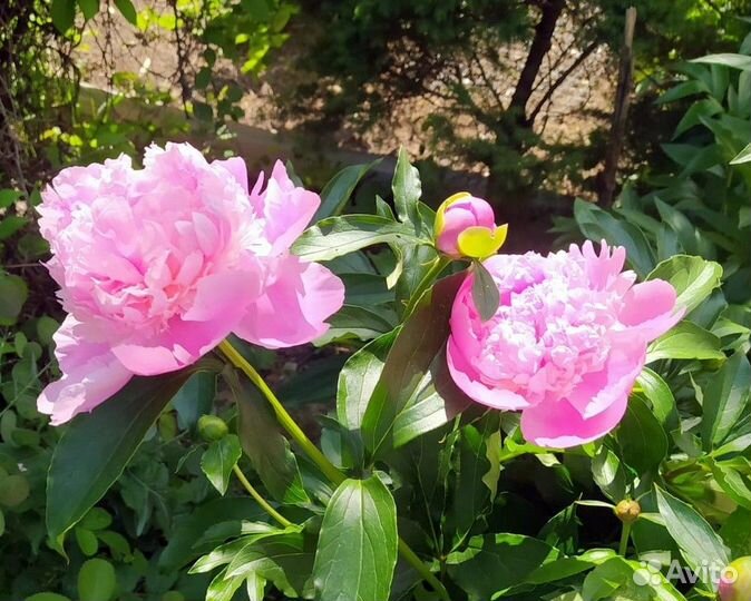 Пионы клубни, саженцы