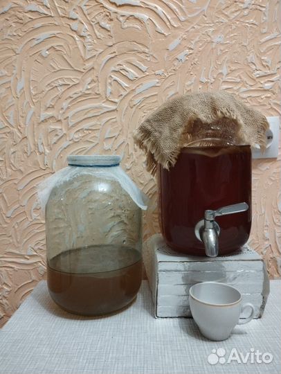 Чайный гриб комбуча