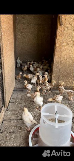 Цыплята несушки