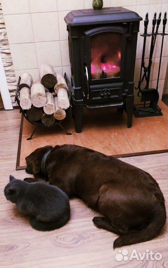 Передержка собак и кошек