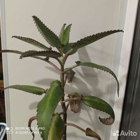 Каланхоэ лечебное