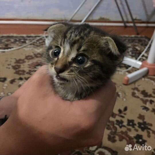 Маленькая кошечка