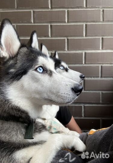 Передержка собак