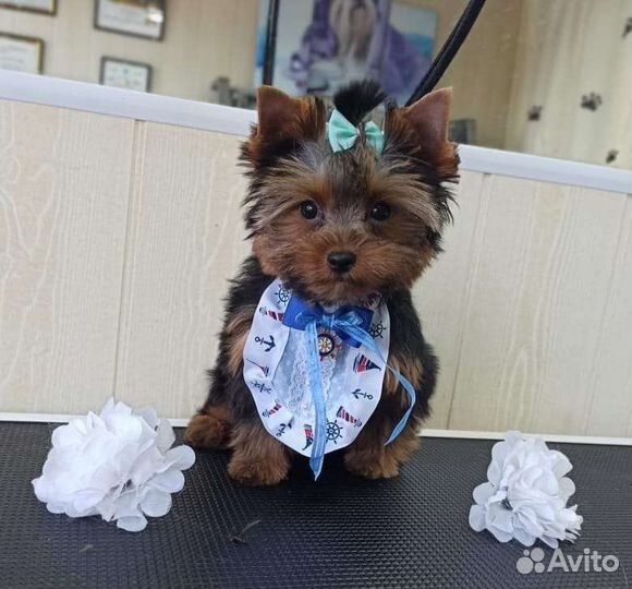 Вязка с супер йорком. Великолепный Ивгарт