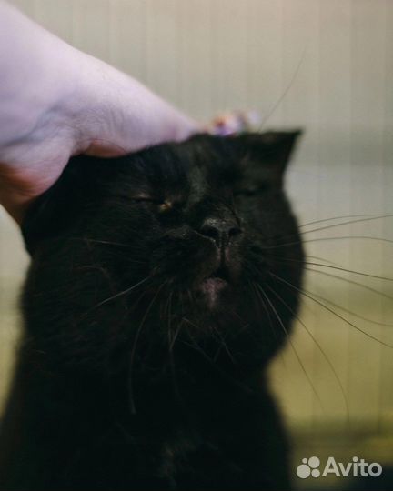Черный кот очень ищет дом