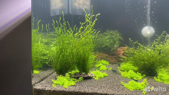 Аквариумные растения и мох