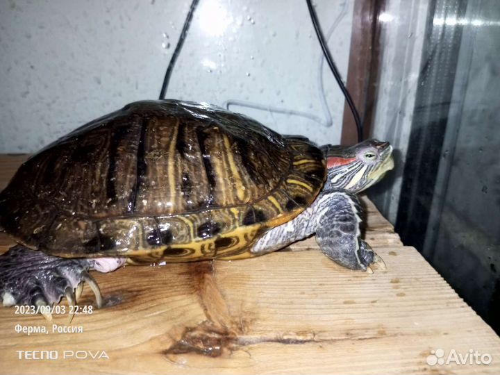 Красноухая черепаха бесплатно с аквариумом