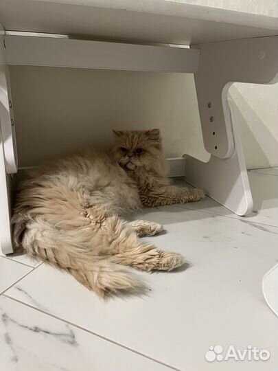 Передержка для животных