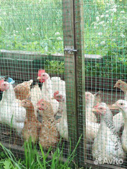 Супер Ник жемчужные(петушки)