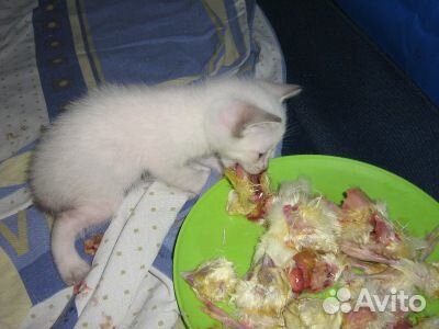 Суточные цыплята на корм животным доставка