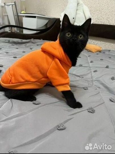 Одежда для животных