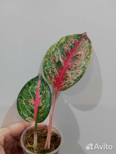 Аглаонемы и филодендроны