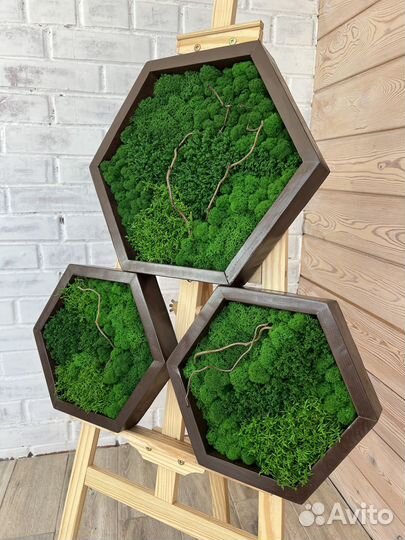 Соты из стабилизированного мха