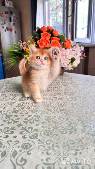 Золотая британская шиншилла