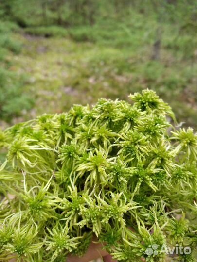 Мох сфагнум живой