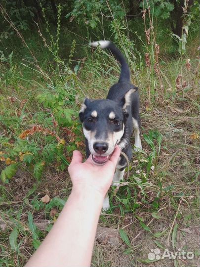 Отдам собаку в добрые руки