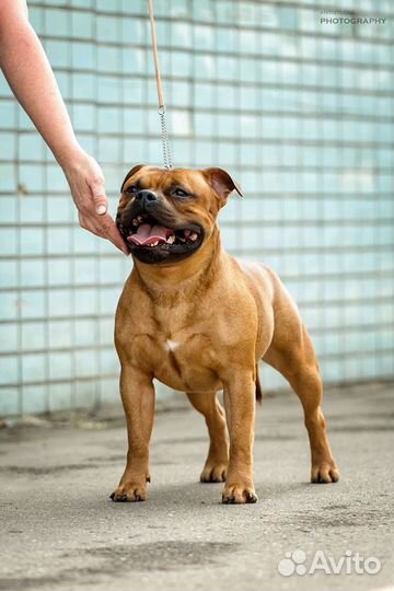 Стаффордширский бультерьер на вязку