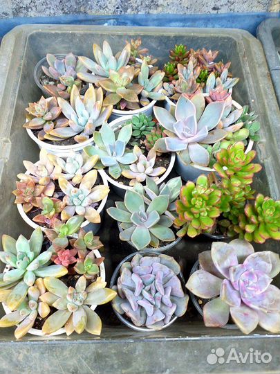 Домашние суккуленты