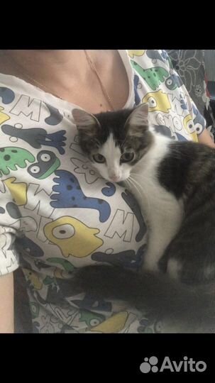 Кошка в дар бесплатно