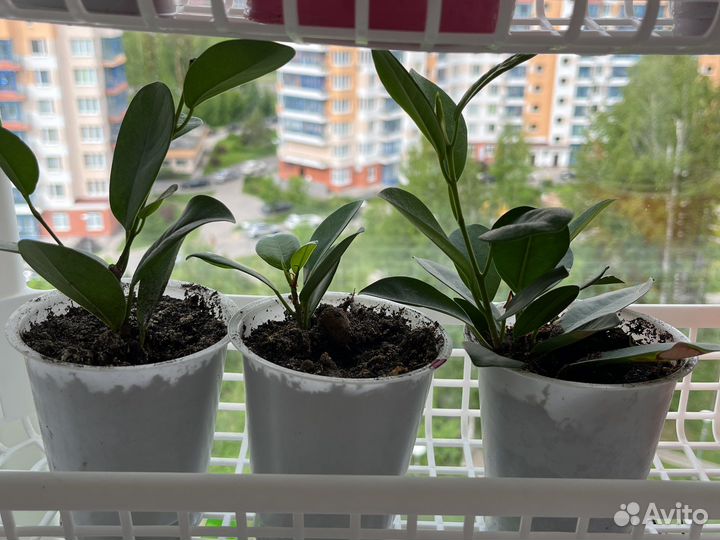 Фикус мокламе