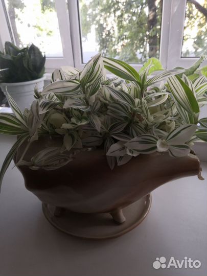 Традесканция с горшком