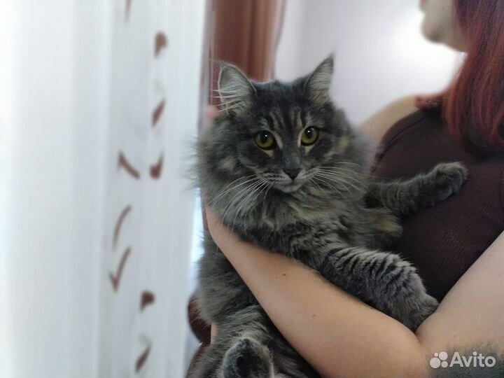 Кошка в дар