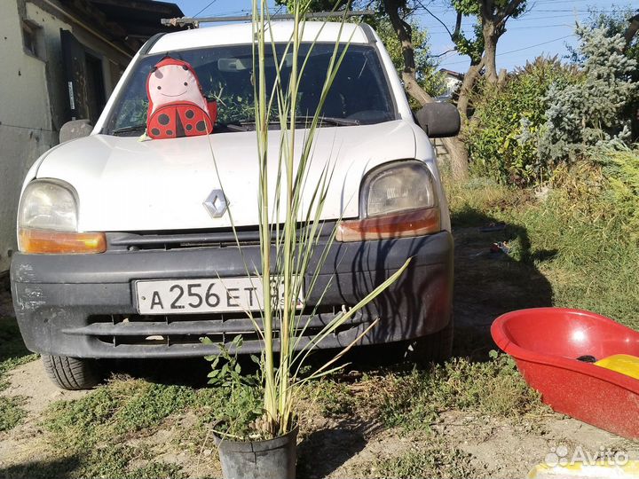 Эриантус равеннский