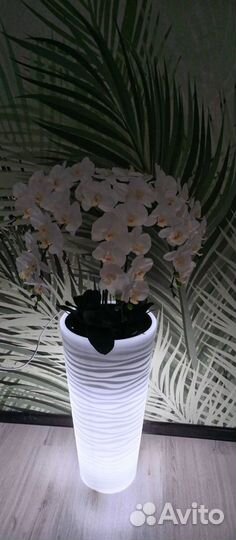 Орхидея-ночник