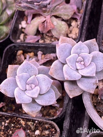 Суккуленты