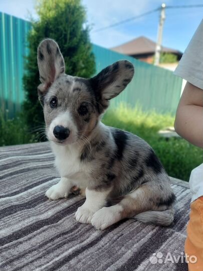 Вельш-корги щенки