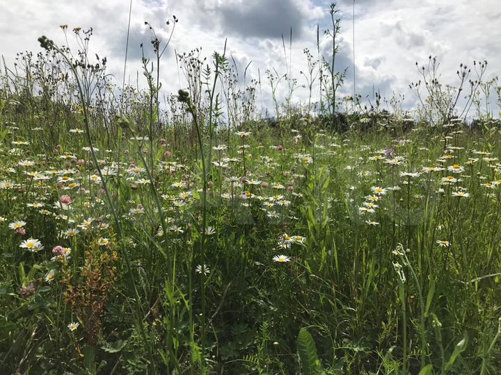 Участок 15 сот. (ИЖС)