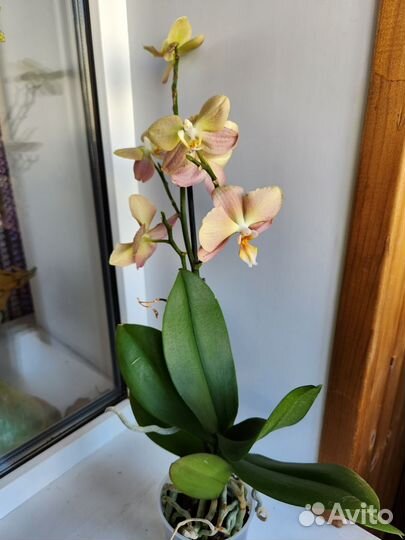 Орхидея фаленопсис