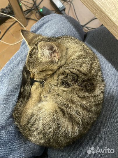 Котята в добрые руки бесплатно