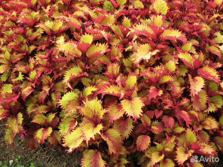 Вегетативные колеусы